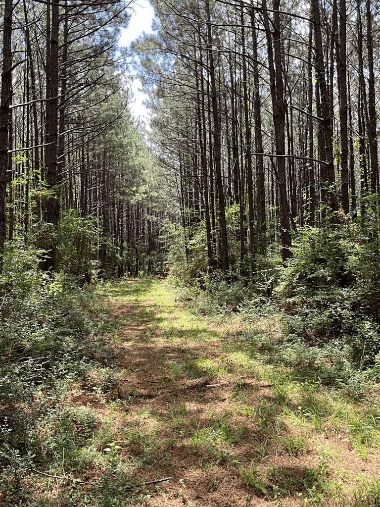 174 Acre Hunting and Timberland Tract For Sale Amite County, Mississippi