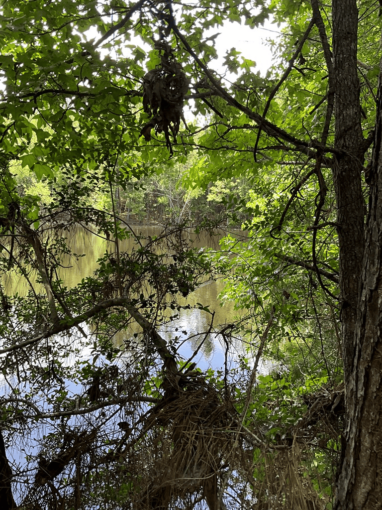 174 Acre Hunting and Timberland Tract For Sale Amite County, Mississippi