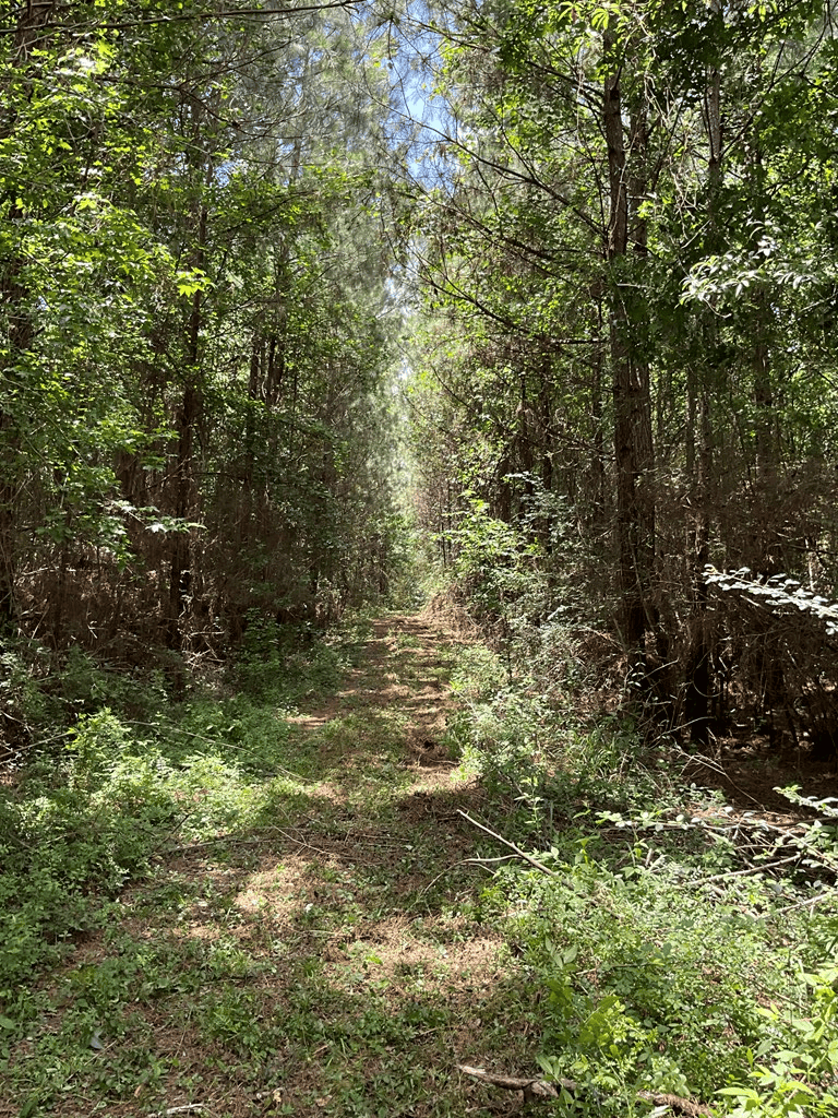 174 Acre Hunting and Timberland Tract For Sale Amite County, Mississippi