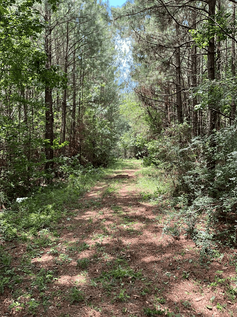 174 Acre Hunting and Timberland Tract For Sale Amite County, Mississippi