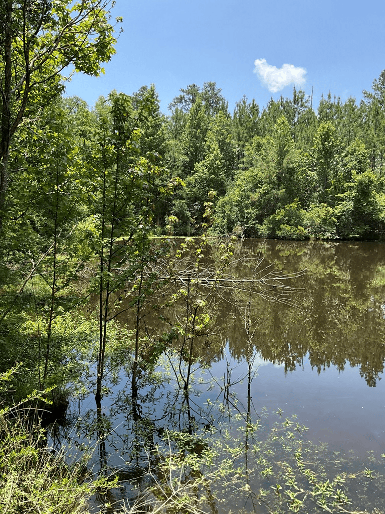 174 Acre Hunting and Timberland Tract For Sale Amite County, Mississippi