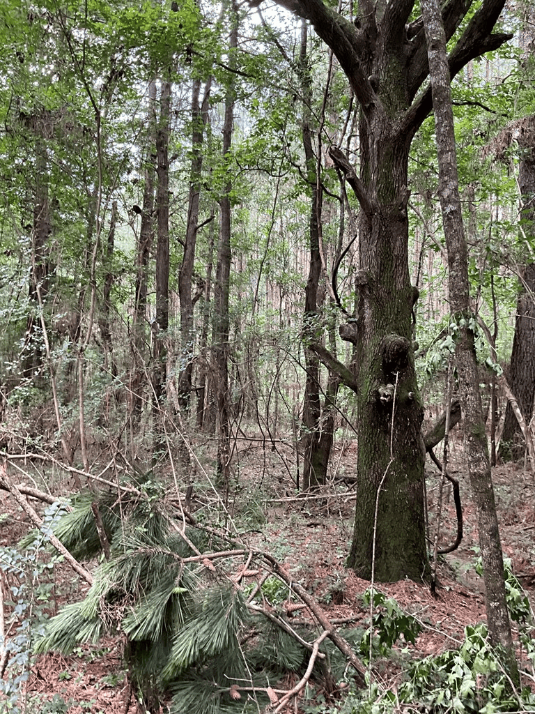 174 Acre Hunting and Timberland Tract For Sale Amite County, Mississippi