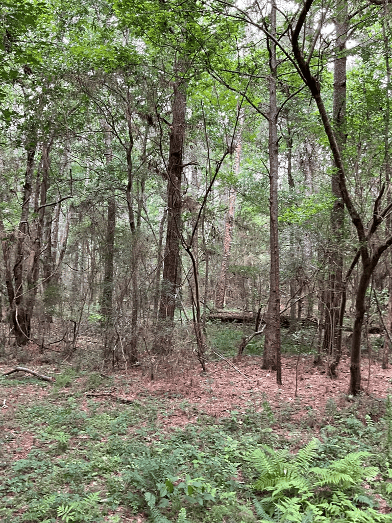 174 Acre Hunting and Timberland Tract For Sale Amite County, Mississippi