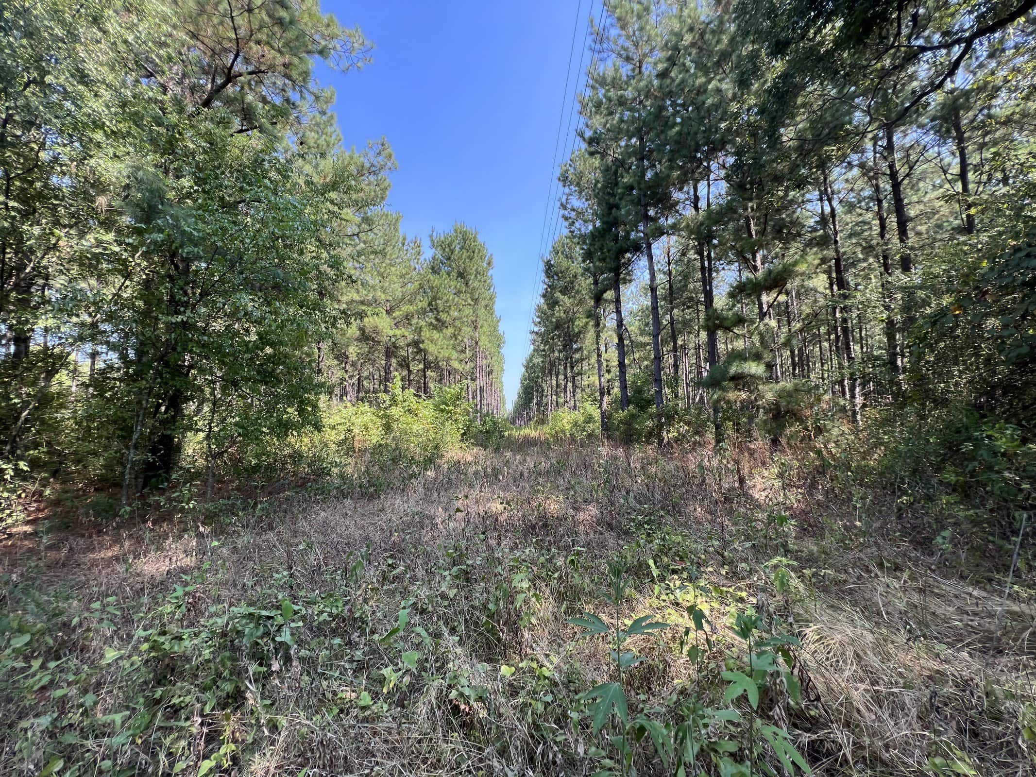 East Texas Recreational Timberland for Sale Near Troup