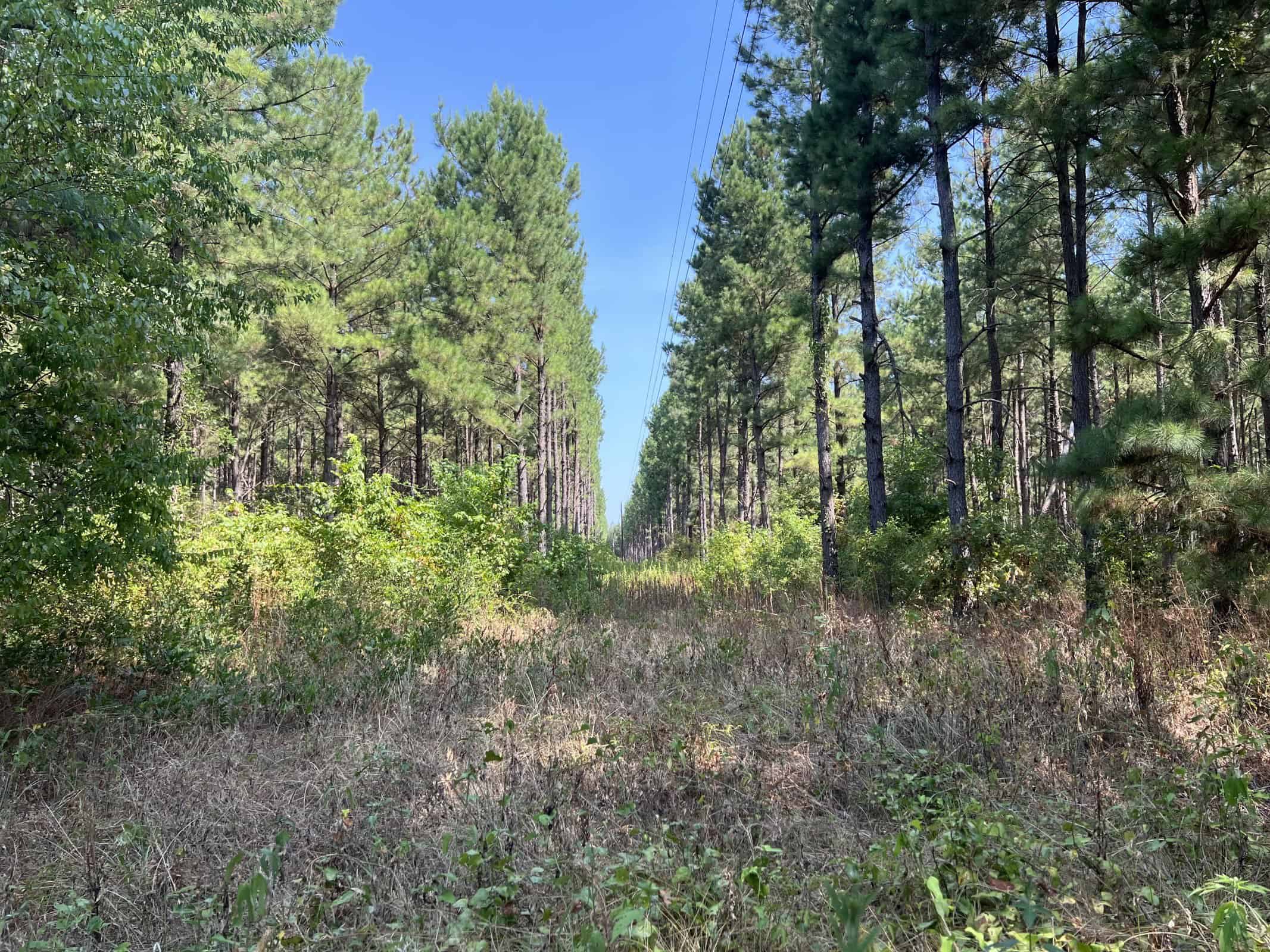 East Texas Recreational Timberland for Sale Near Troup