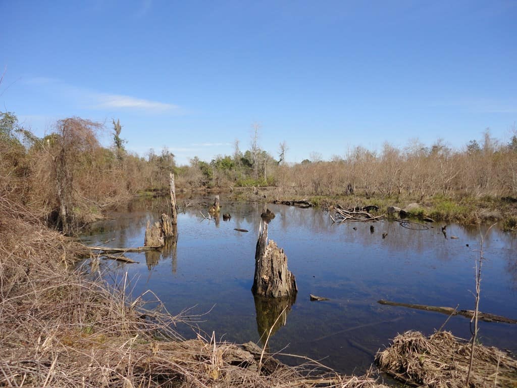 196 Acre Lakefront Property For Sale Forrest County, Petal Mississippi