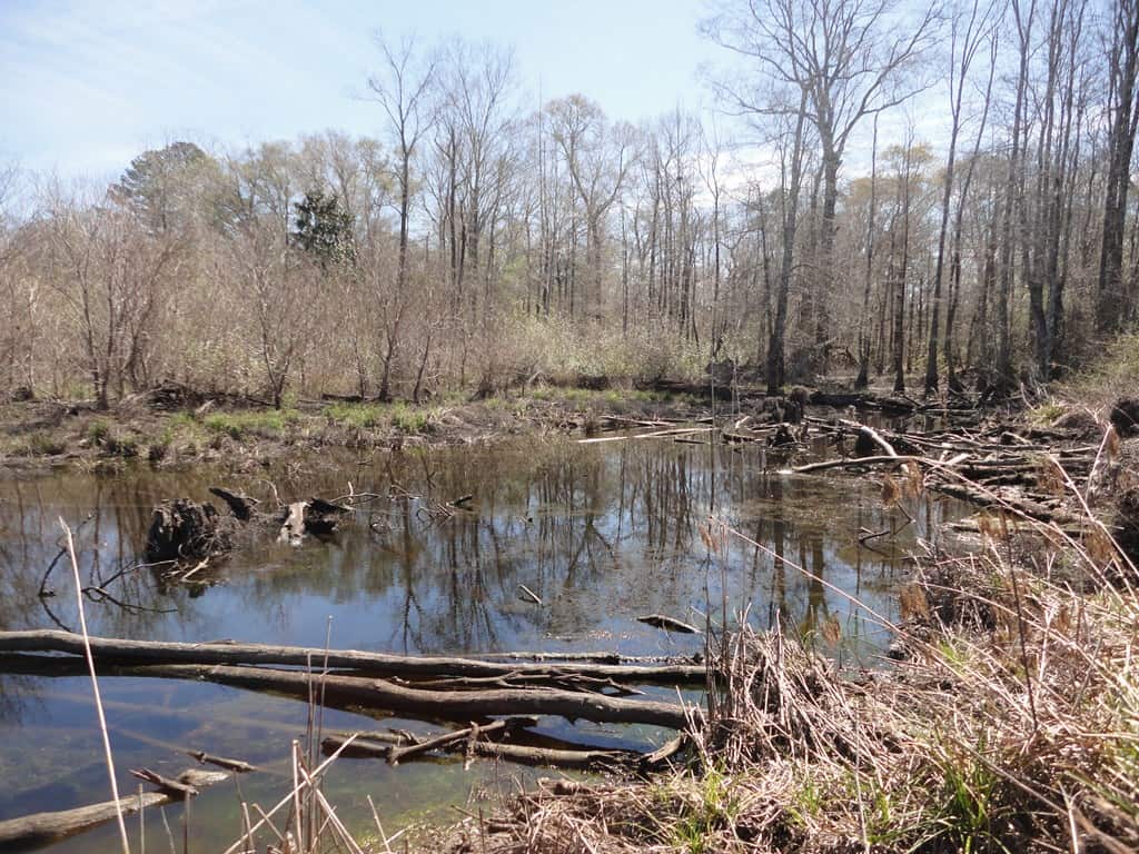 196 Acre Lakefront Property For Sale Forrest County, Petal Mississippi