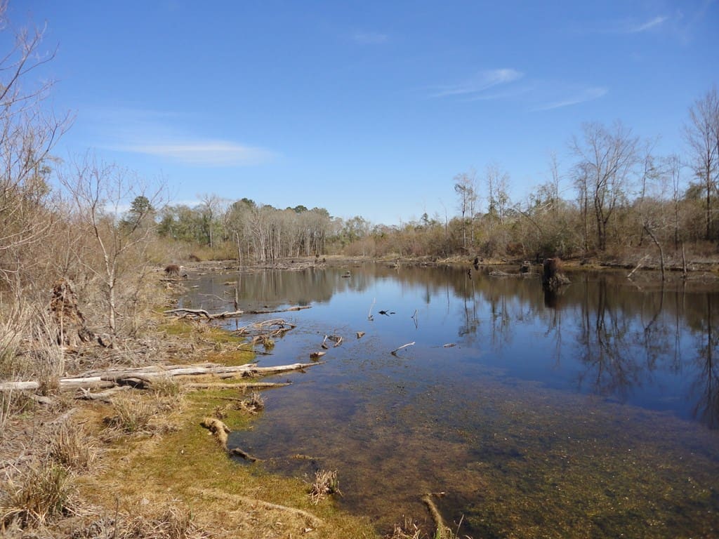 196 Acre Lakefront Property For Sale Forrest County, Petal Mississippi