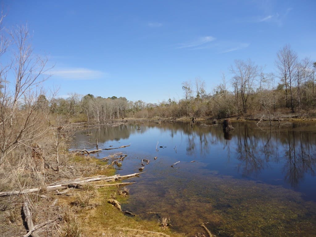 196 Acre Lakefront Property For Sale Forrest County, Petal Mississippi