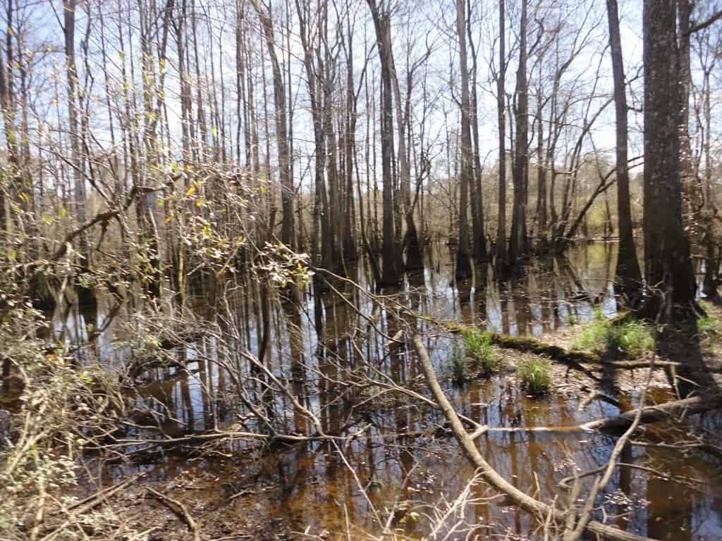 196 Acre Lakefront Property For Sale Forrest County, Petal Mississippi