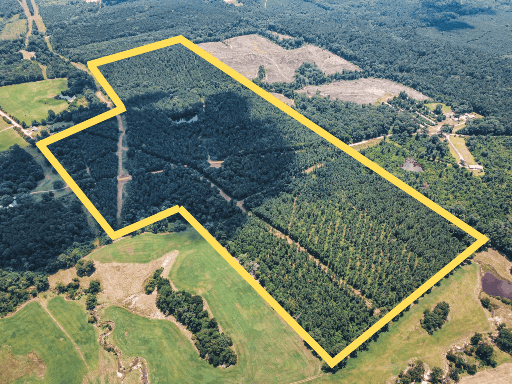 Downsville 135 – Union Parish Timberland for Sale