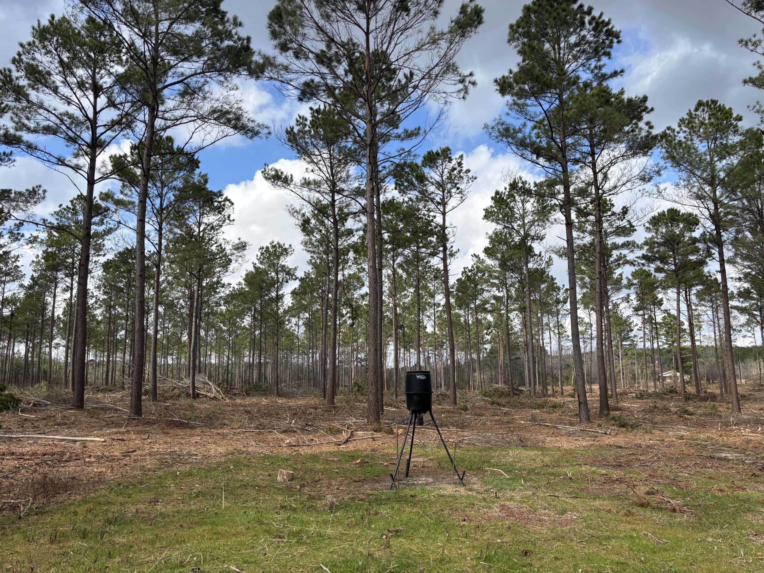 ±31.2 Acres Of East Texas Timberland/Homesite