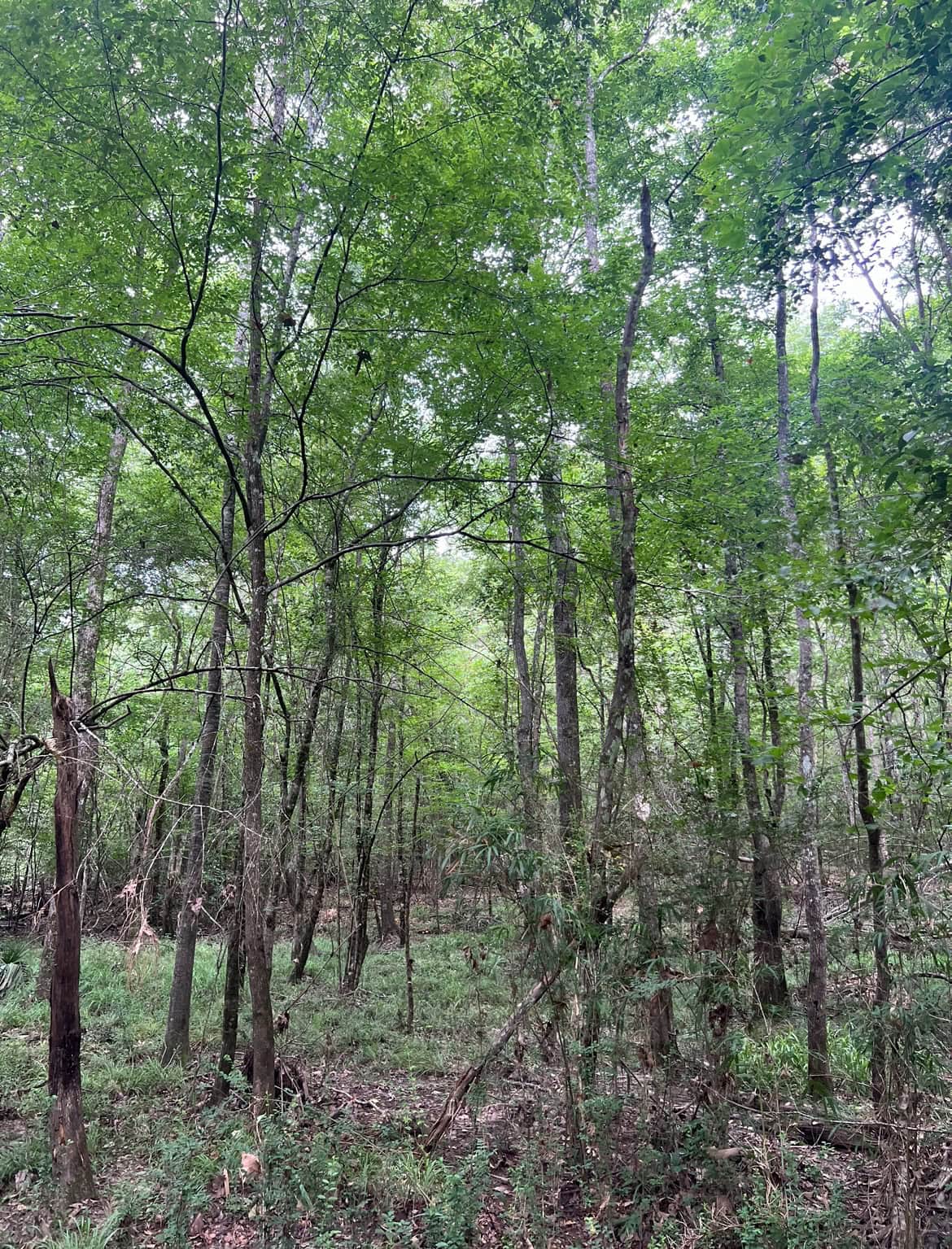 000 Cooper Church Road, Leesville, Louisiana