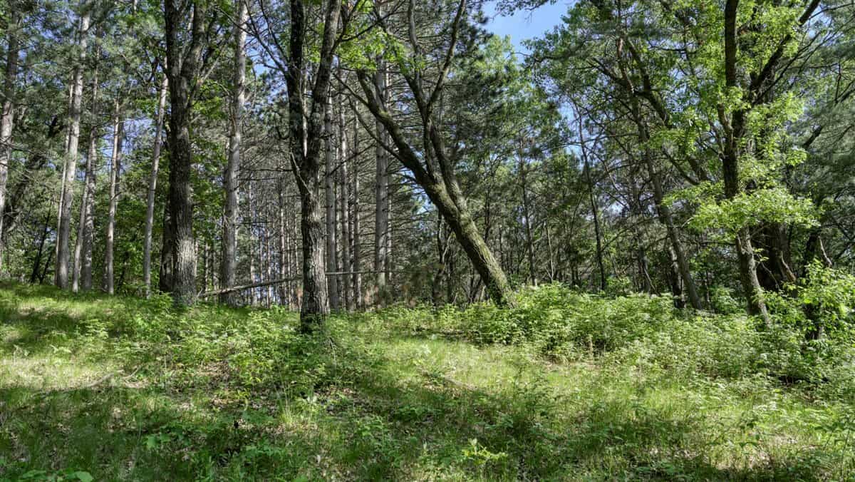 10.2 Acres in Jackson County Wisconsin