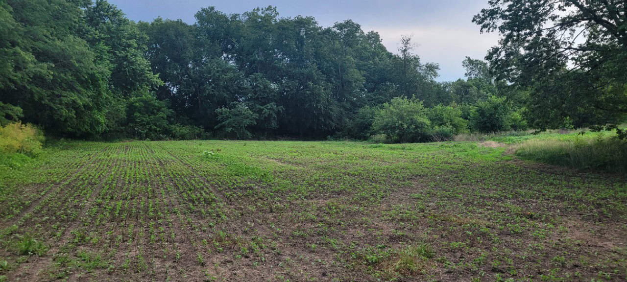 For Sale 72 Acres m/l Row Crop and Hunting