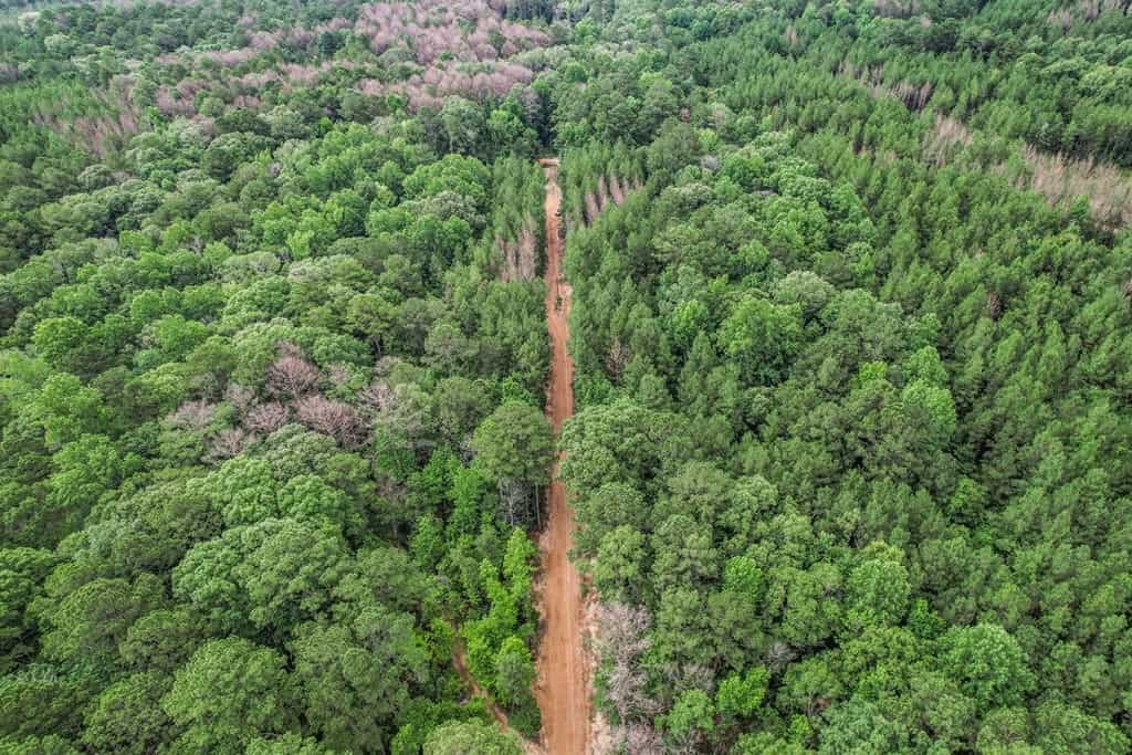 Wilkinson County Land for Sale Bordering National Forest