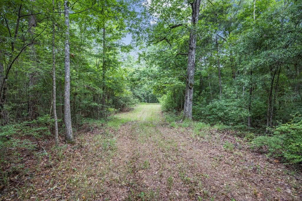 Rare Hunting Tract for Sale in Forrest County, MS