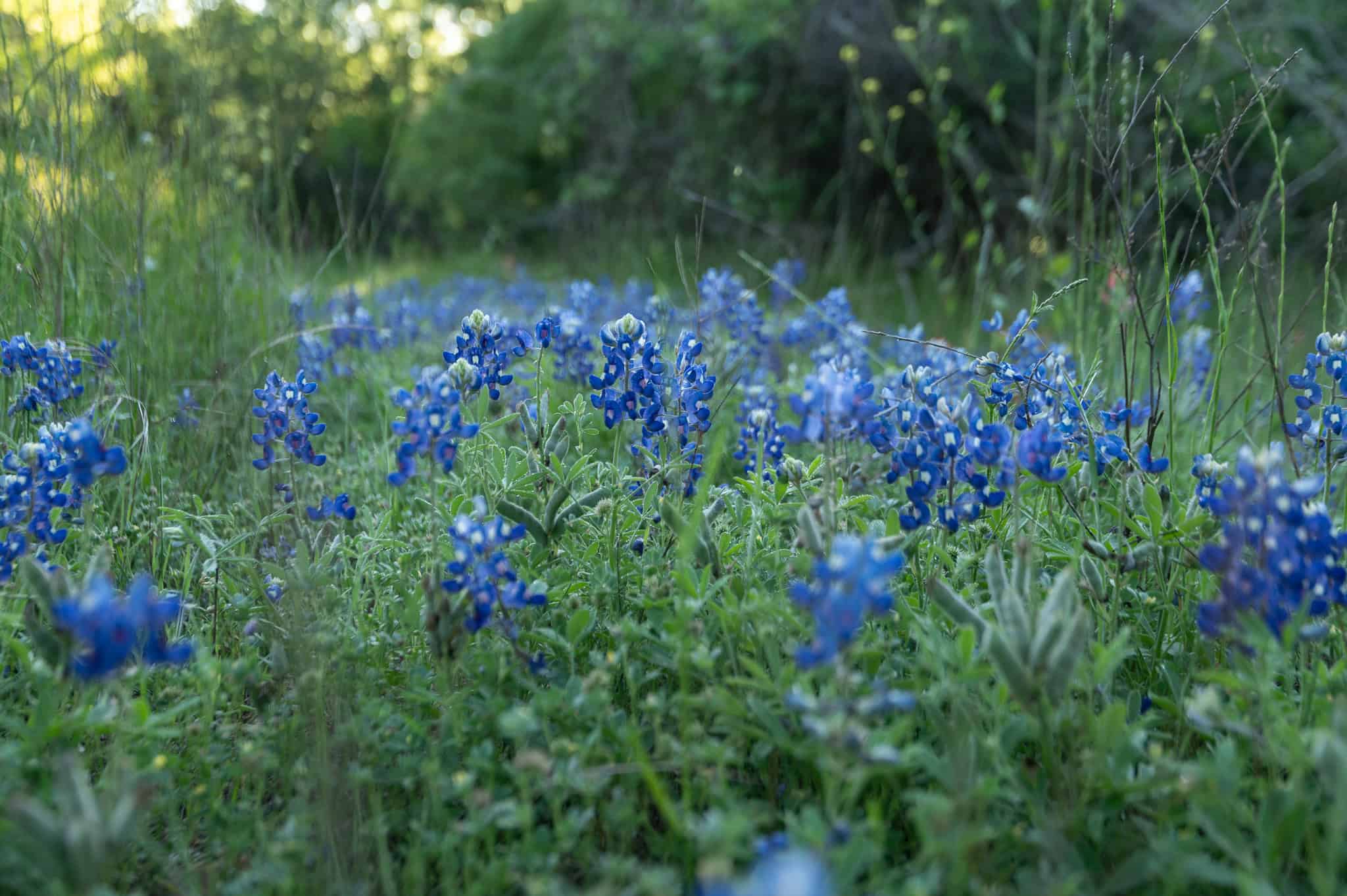 Central TX Ranch for Sale Between Austin & San Antonio