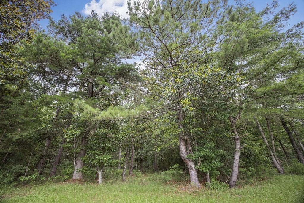 Rare Hunting Tract for Sale in Forrest County, MS