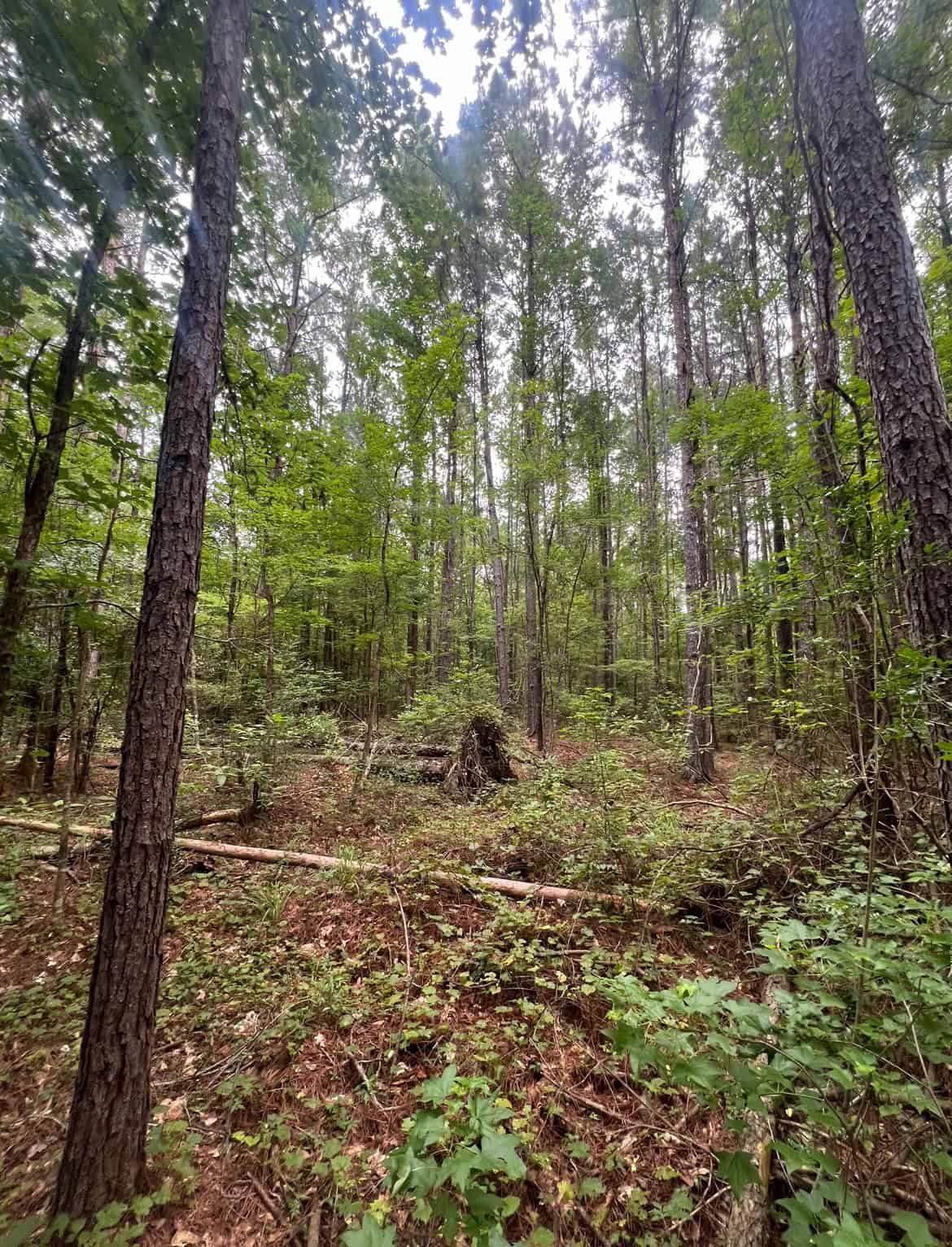 000 Cooper Church Road, Leesville, Louisiana