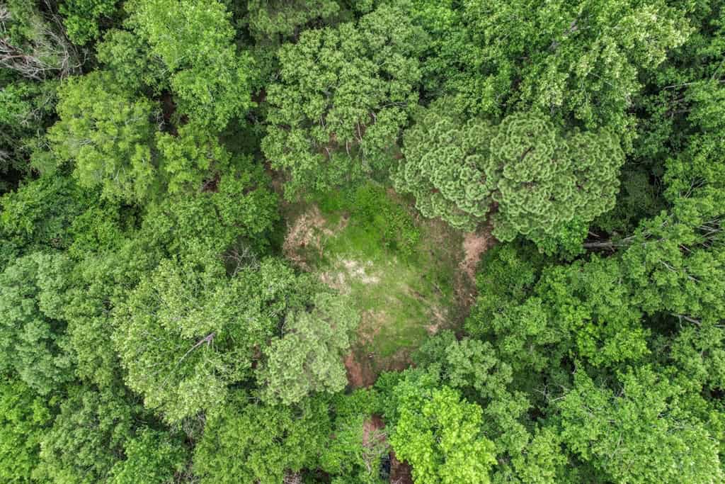Wilkinson County Land for Sale Bordering National Forest