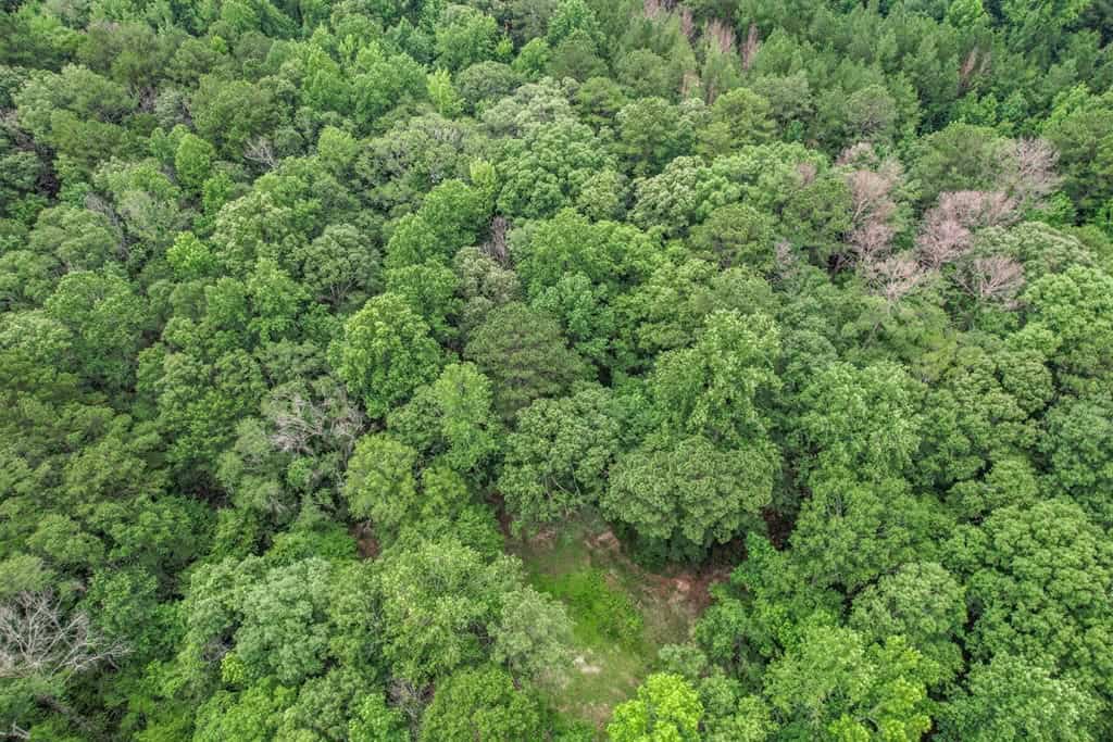 Wilkinson County Land for Sale Bordering National Forest