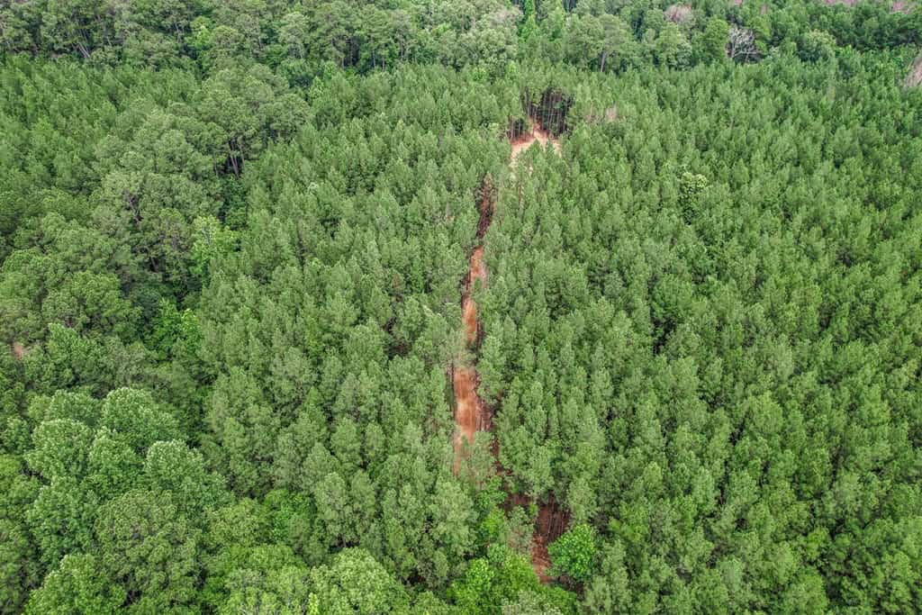Wilkinson County Land for Sale Bordering National Forest