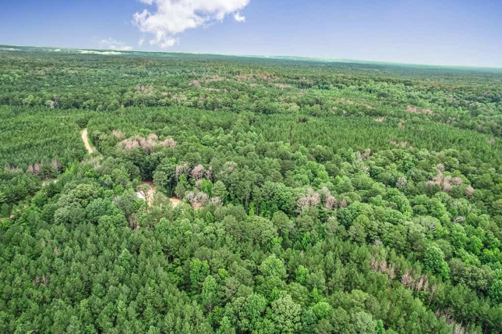 Wilkinson County Land for Sale Bordering National Forest