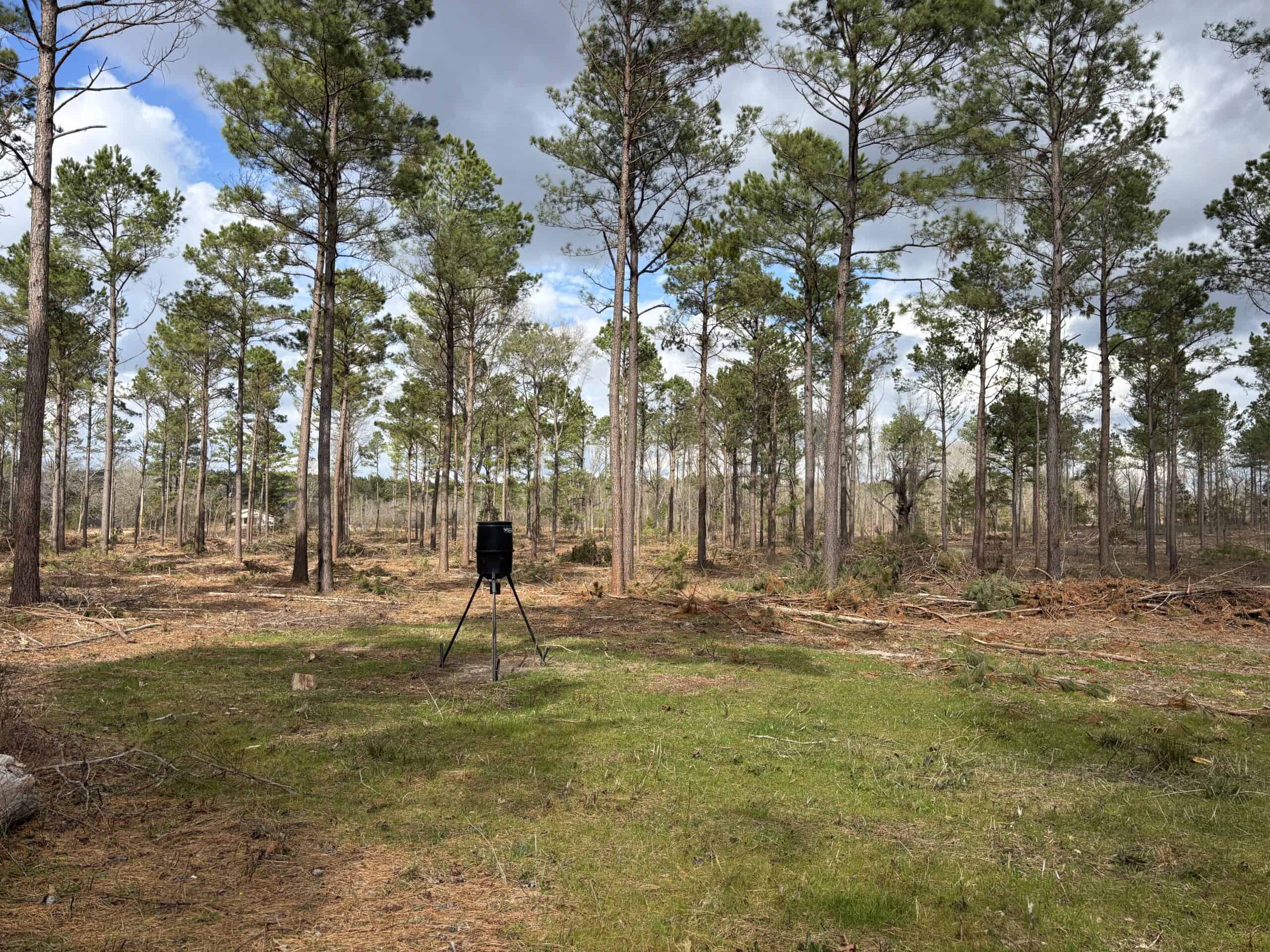 ±31.2 Acres Of East Texas Timberland/Homesite