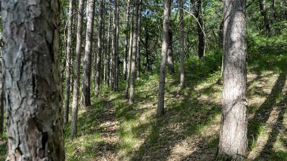 Western Jackson County, WI 11.77 Timbered Acre