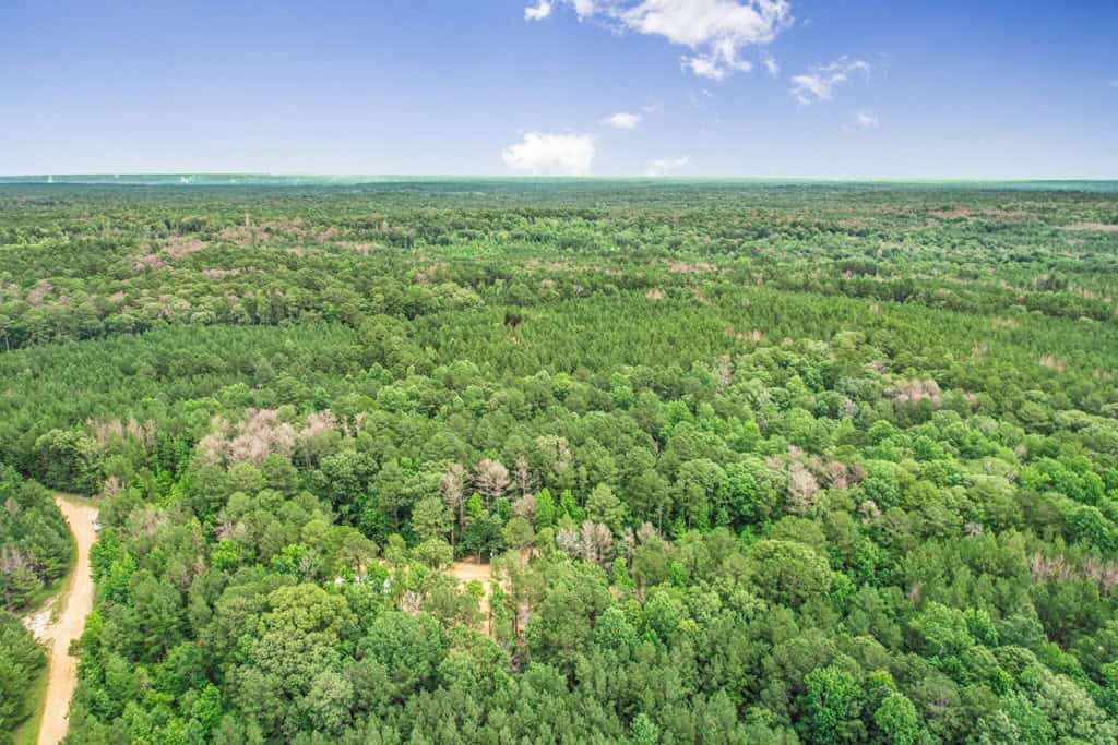 Wilkinson County Land for Sale Bordering National Forest
