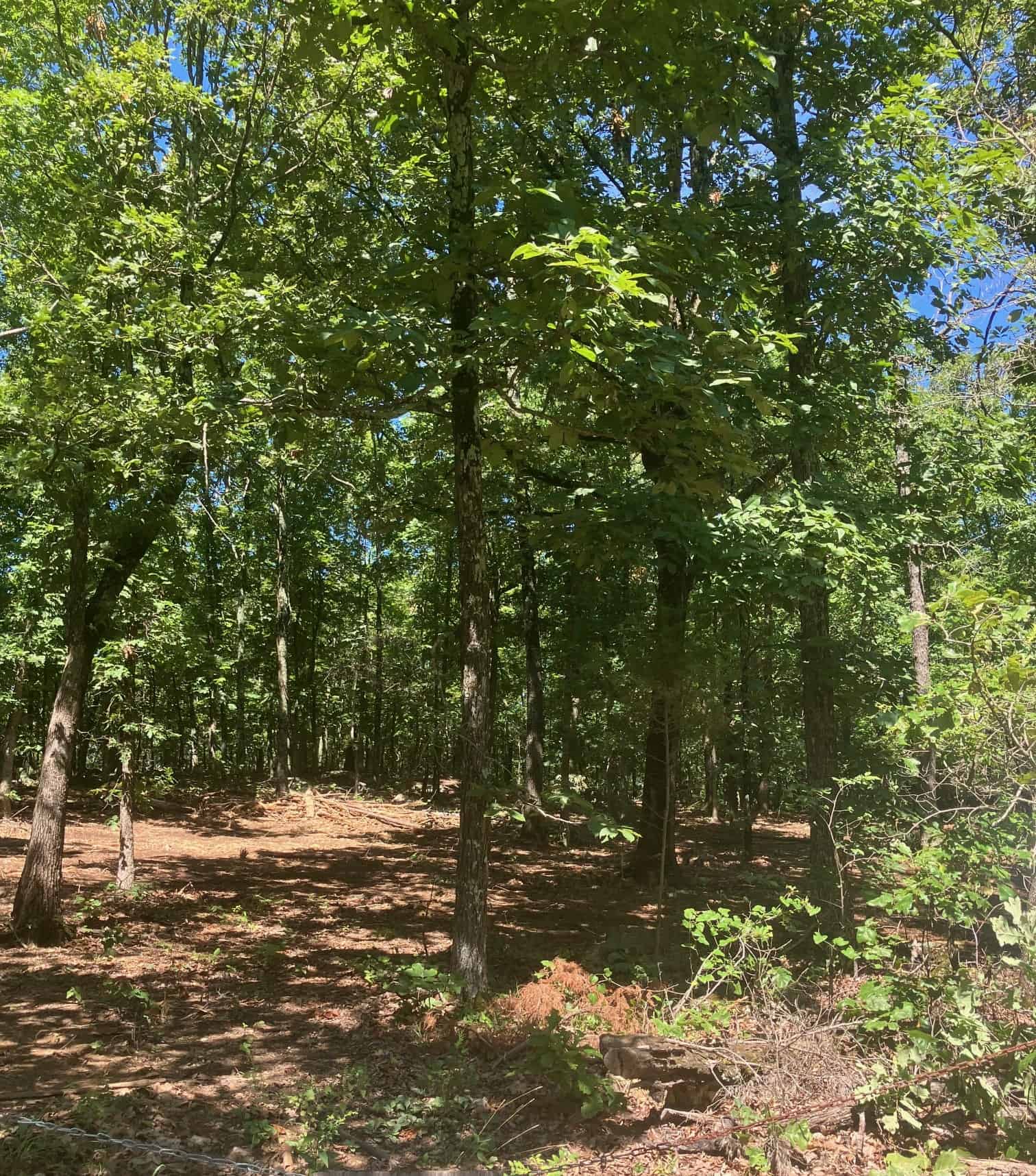 OZARKS RECREATIONAL/HUNTING ACREAGE IN SHARP COUNTY