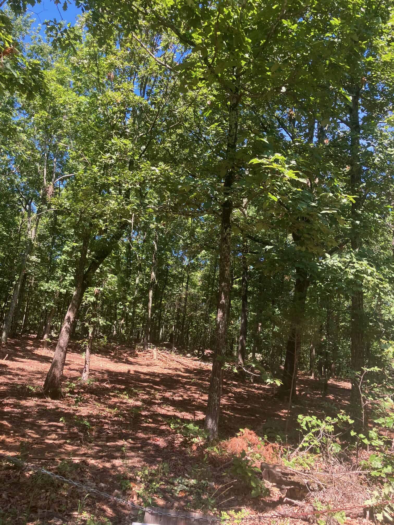 OZARKS RECREATIONAL/HUNTING ACREAGE IN SHARP COUNTY