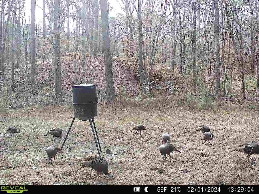 Wilkinson County Land for Sale Bordering National Forest