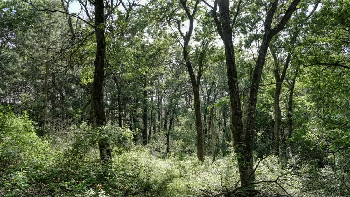 Western Jackson County, WI 11.77 Timbered Acre