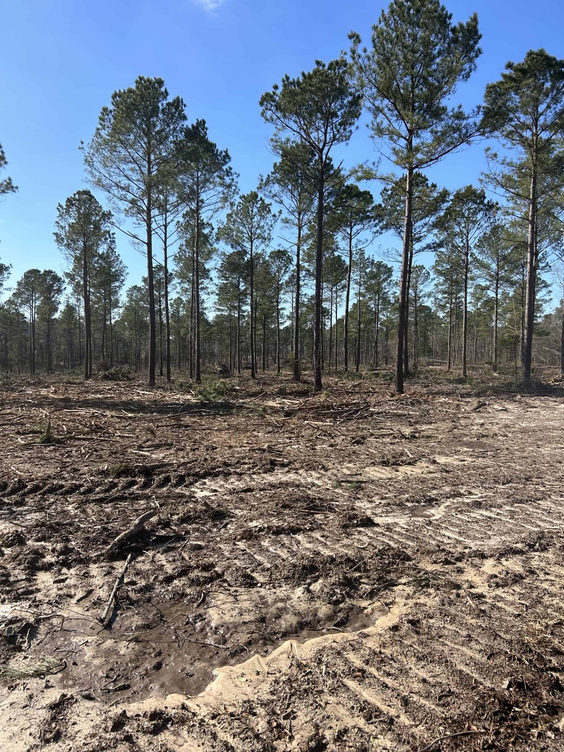 ±31.2 Acres Of East Texas Timberland/Homesite
