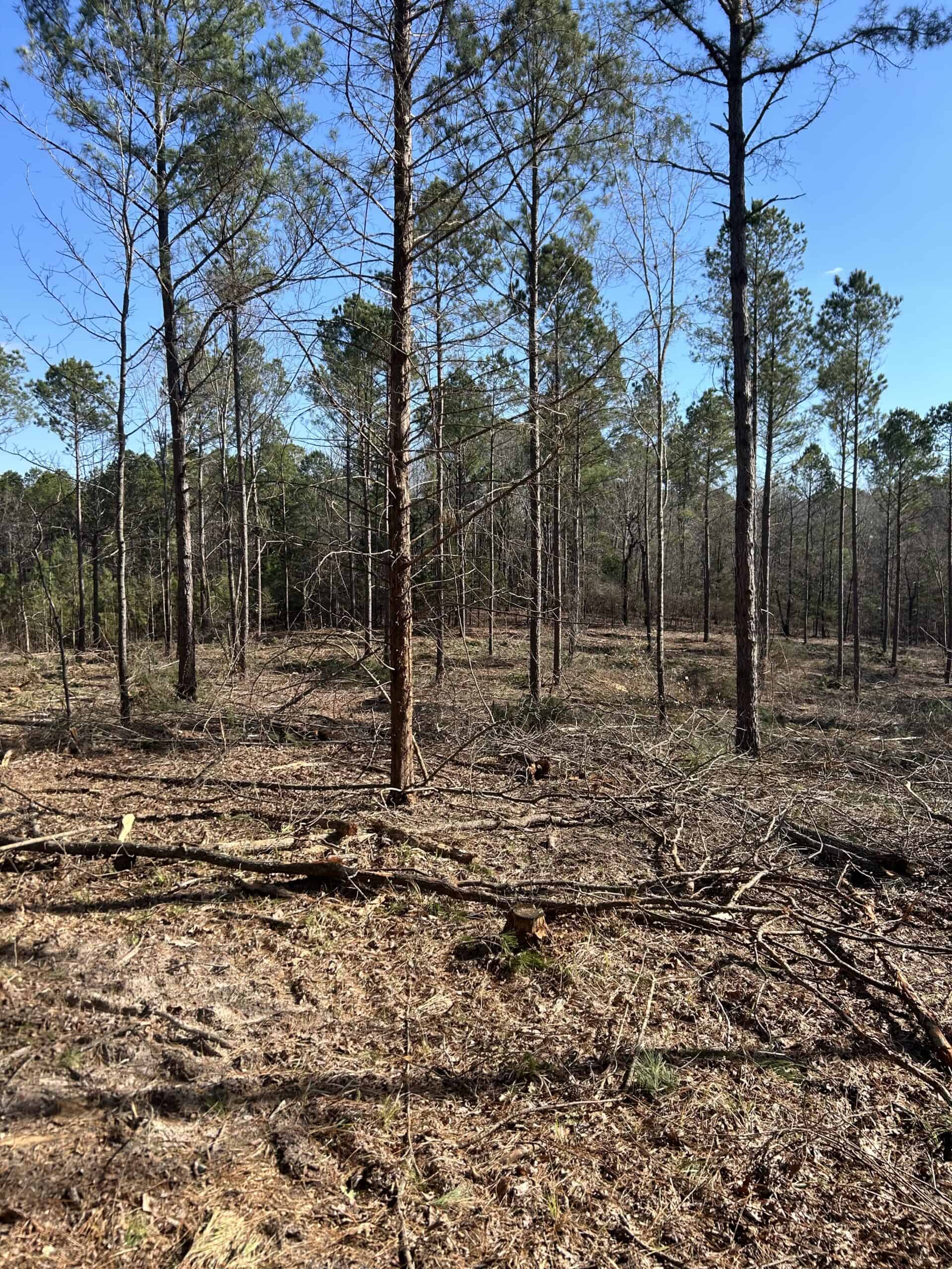 ±31.2 Acres Of East Texas Timberland/Homesite