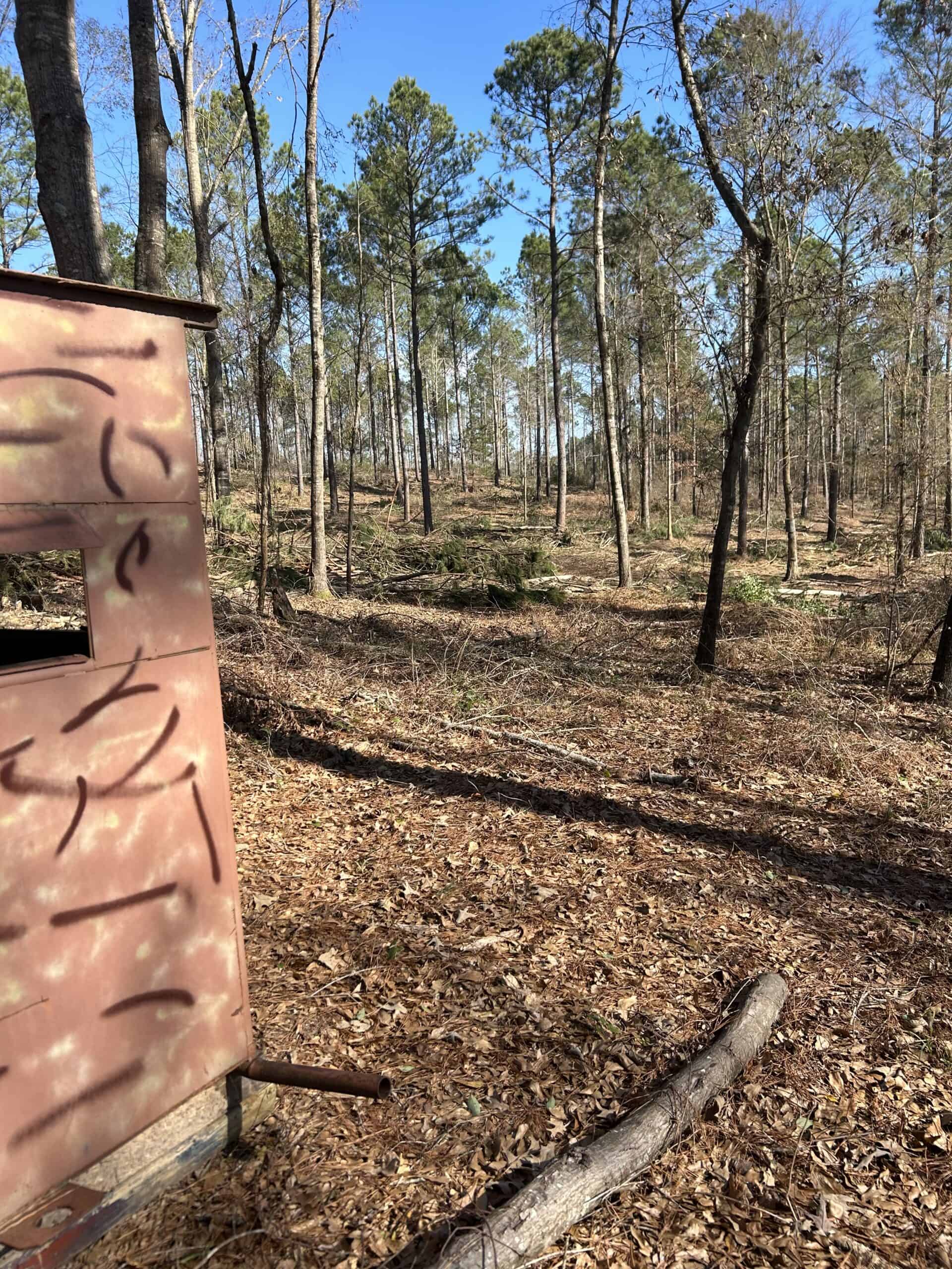 ±31.2 Acres Of East Texas Timberland/Homesite