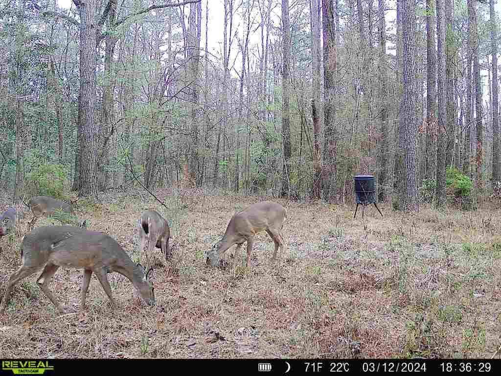 Wilkinson County Land for Sale Bordering National Forest