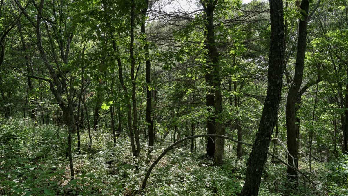 Western Jackson County, WI 11.77 Timbered Acre