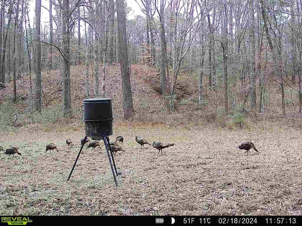 Wilkinson County Land for Sale Bordering National Forest