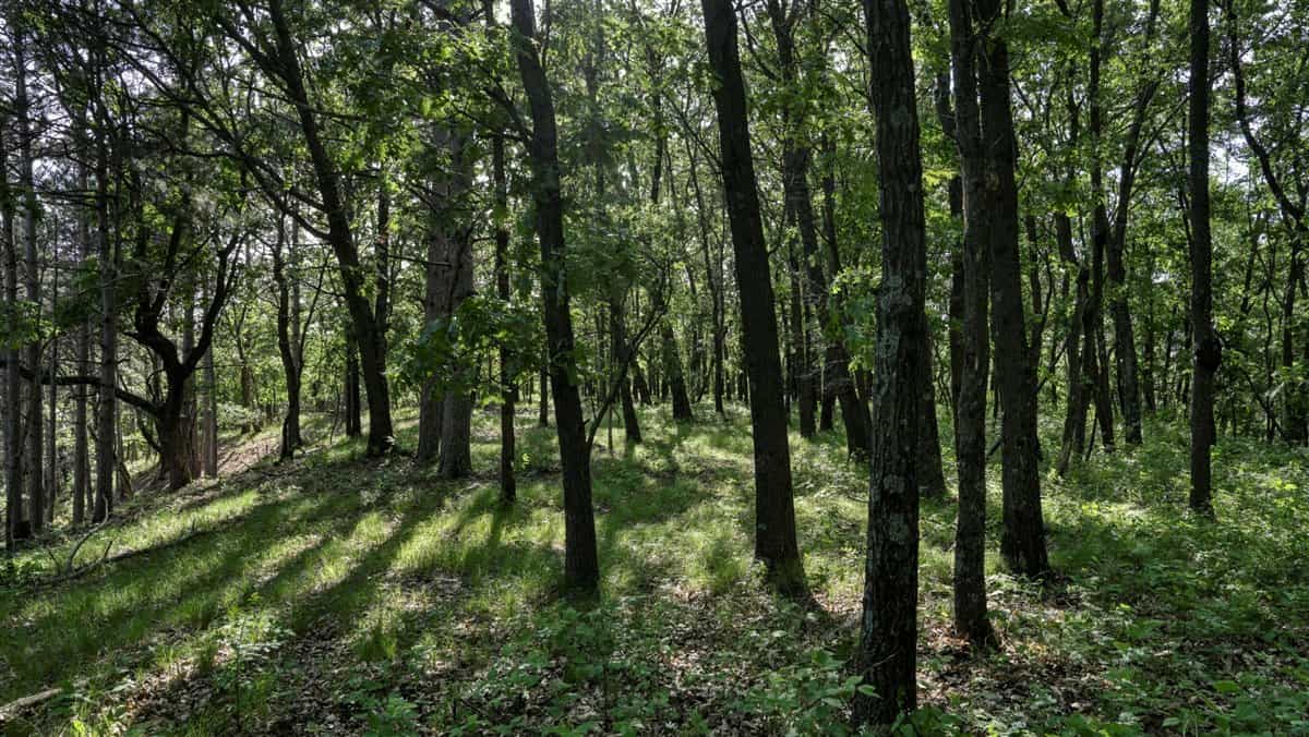 Western Jackson County, WI 11.77 Timbered Acre