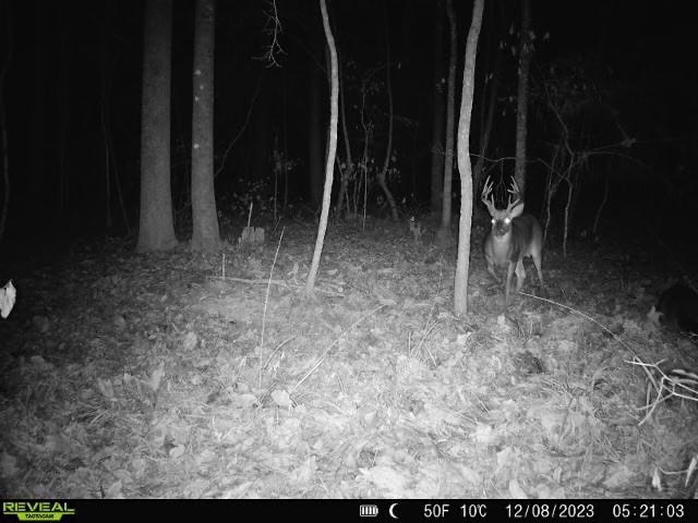 Wilkinson County Land for Sale Bordering National Forest