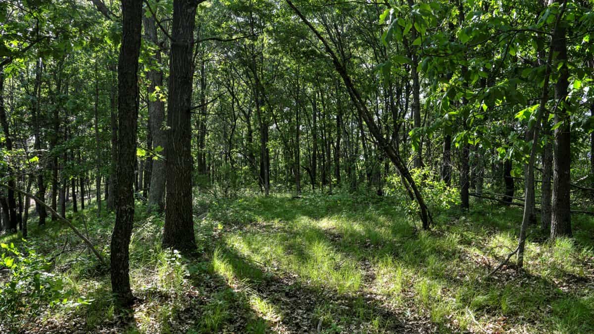 Western Jackson County, WI 11.77 Timbered Acre
