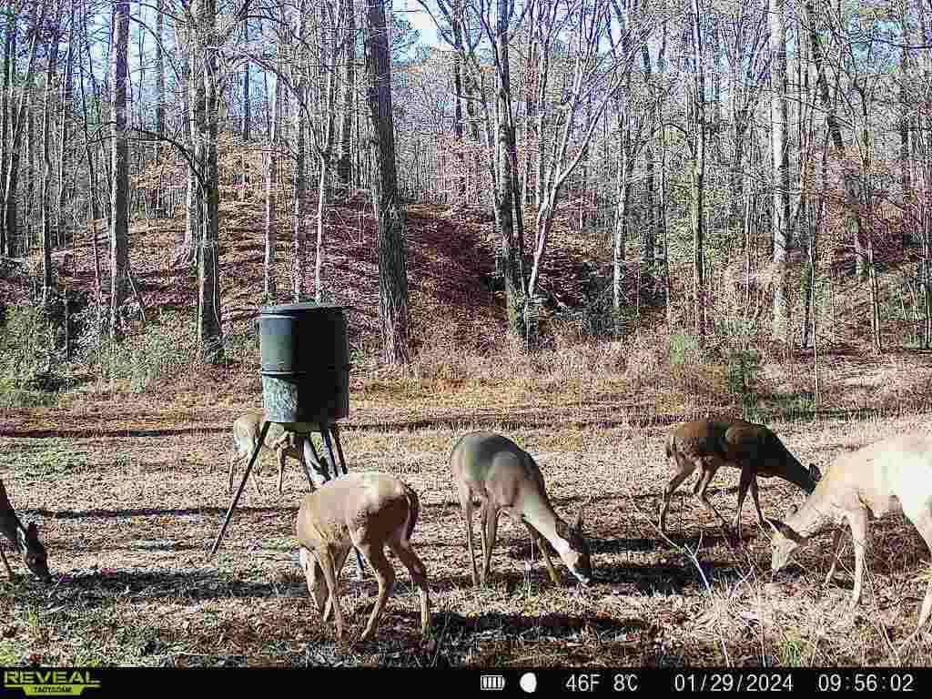 Wilkinson County Land for Sale Bordering National Forest