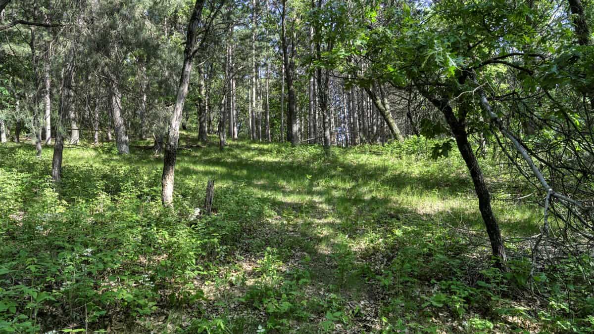Western Jackson County, WI 11.77 Timbered Acre
