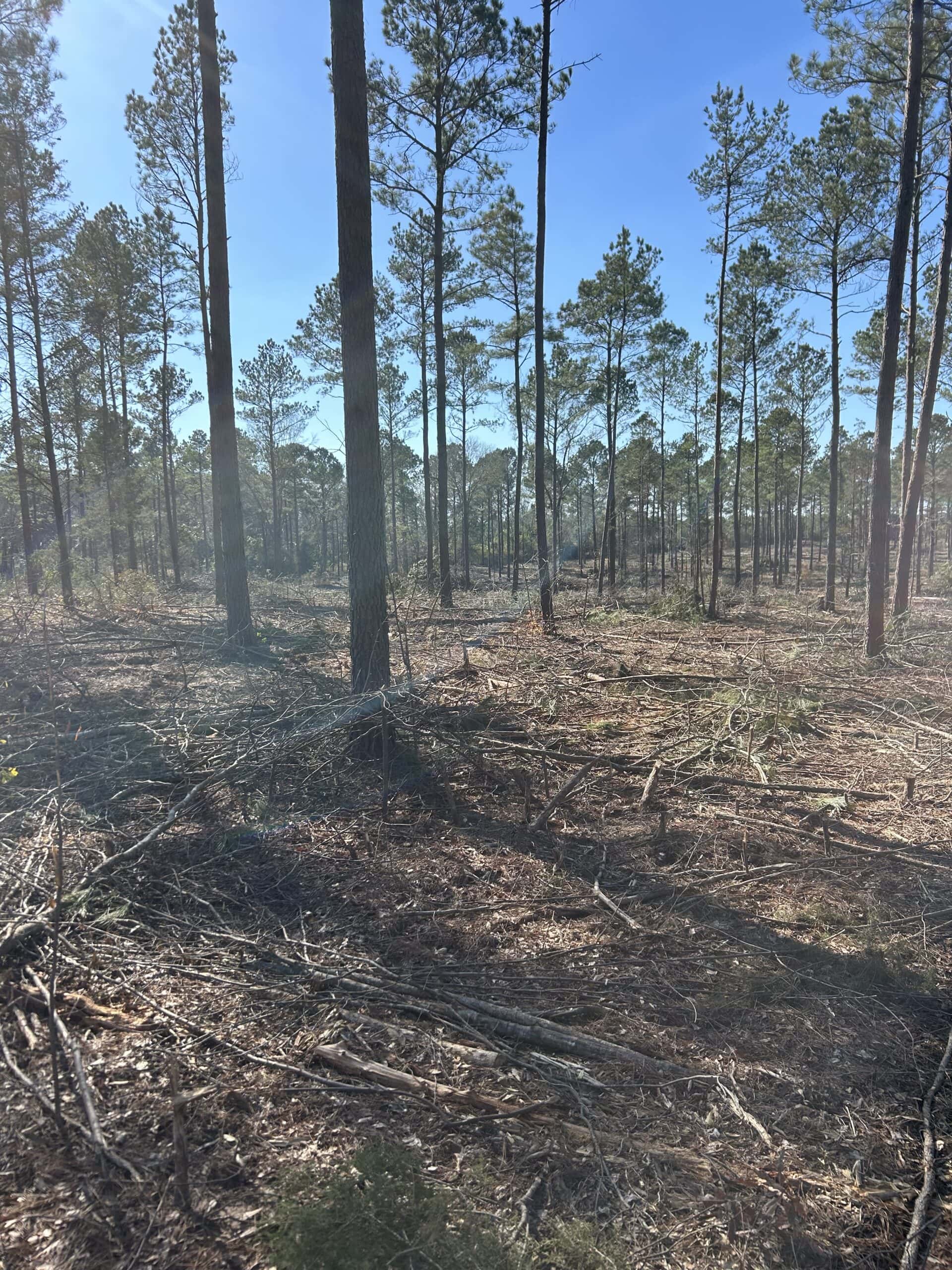 ±31.2 Acres Of East Texas Timberland/Homesite