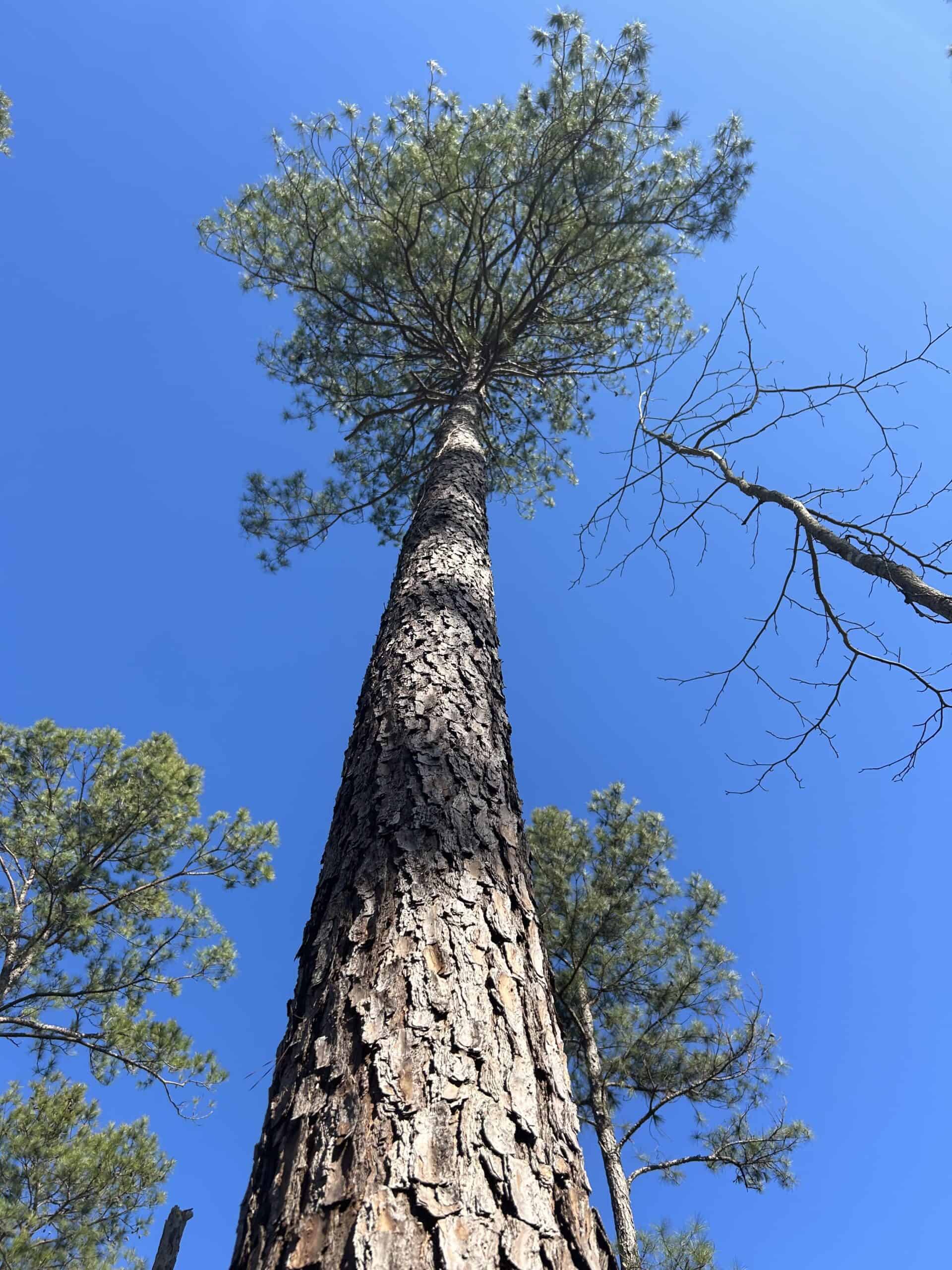 ±31.2 Acres Of East Texas Timberland/Homesite