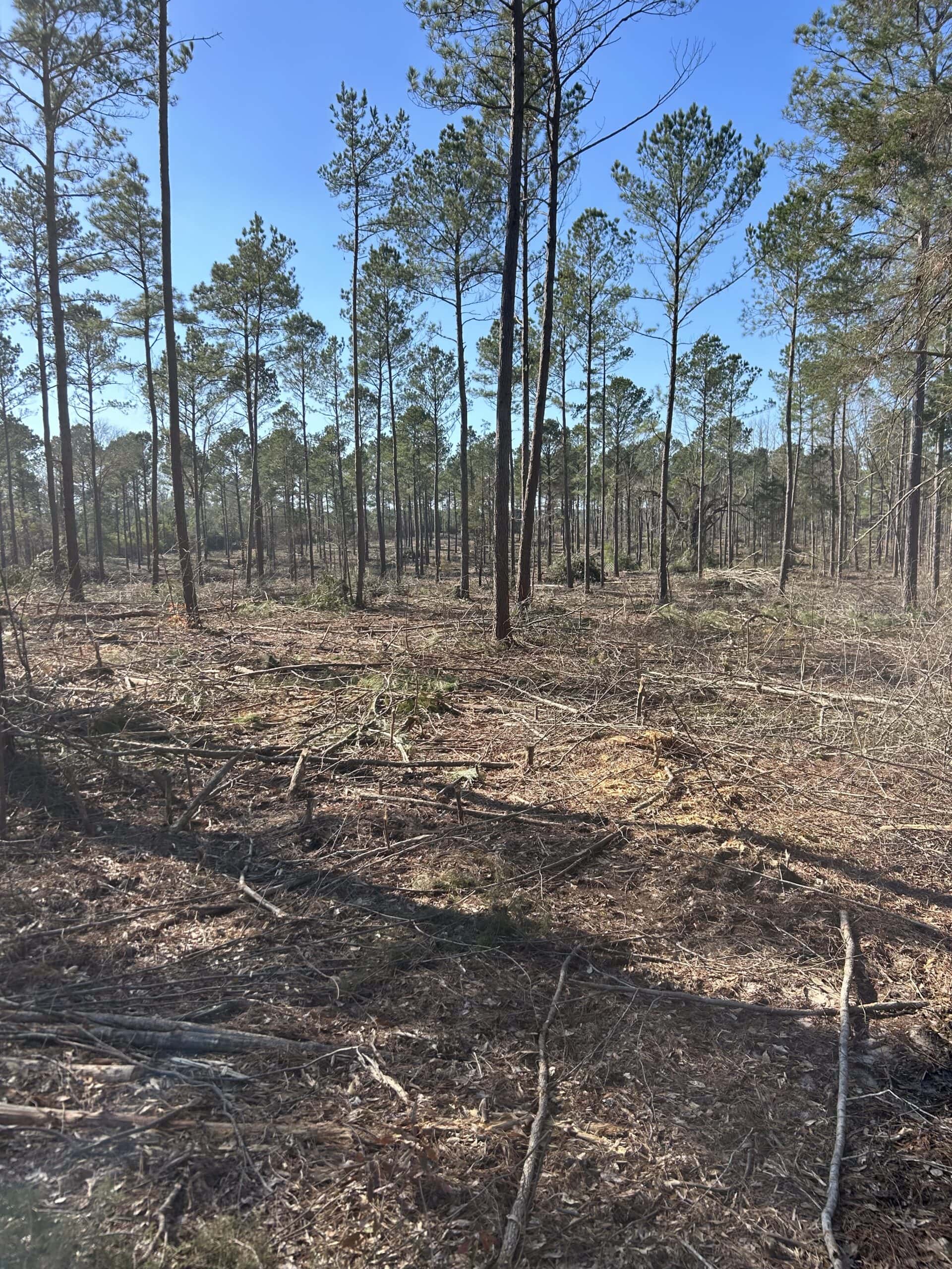 ±31.2 Acres Of East Texas Timberland/Homesite