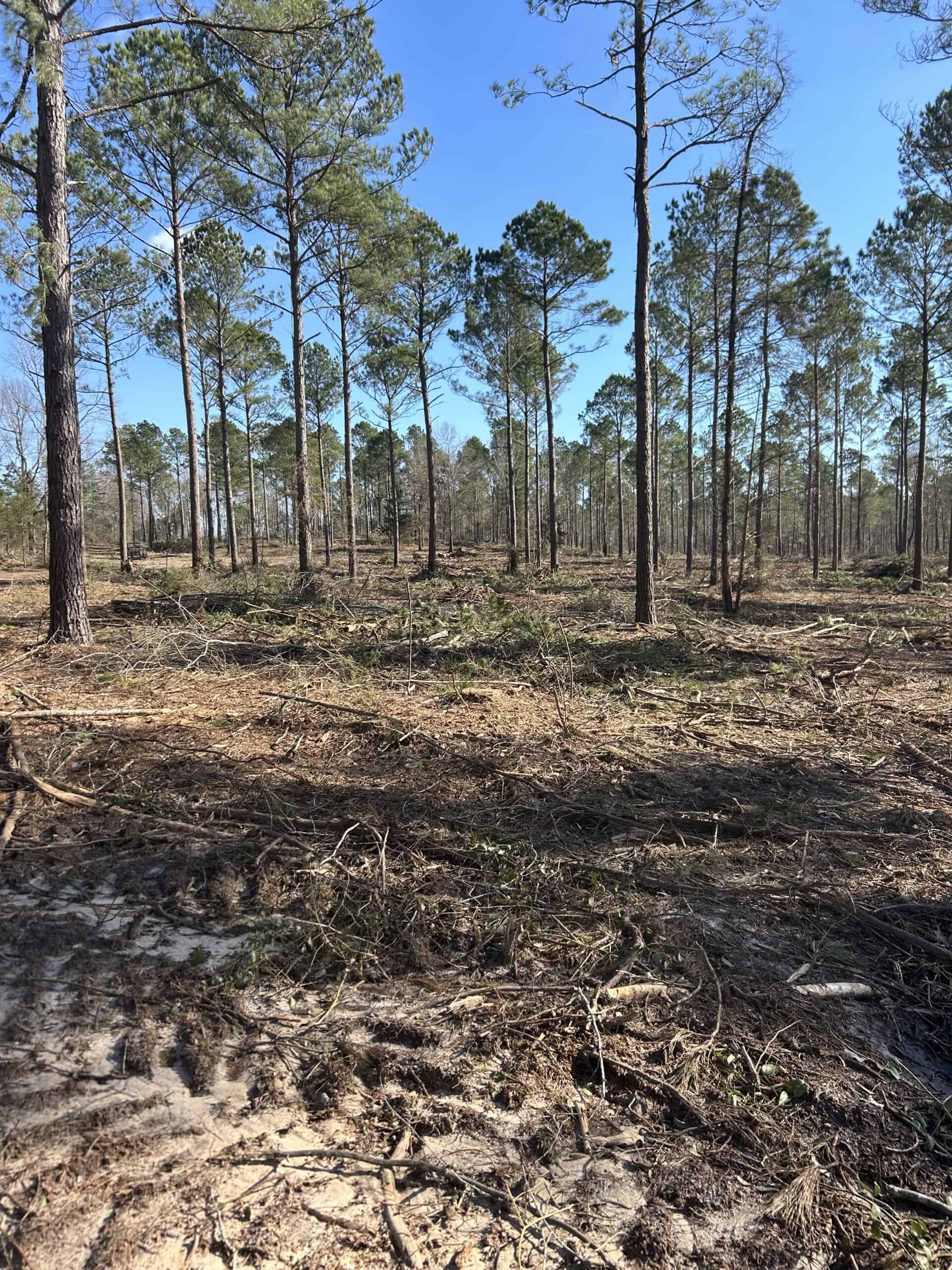 ±31.2 Acres Of East Texas Timberland/Homesite